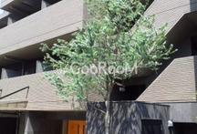 ラフィーヌ上目黒